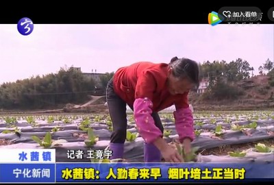 水茜鎮(zhèn)：人勤春來早，煙葉培土正當時