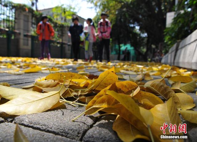 別樣福州 春日賞秋景