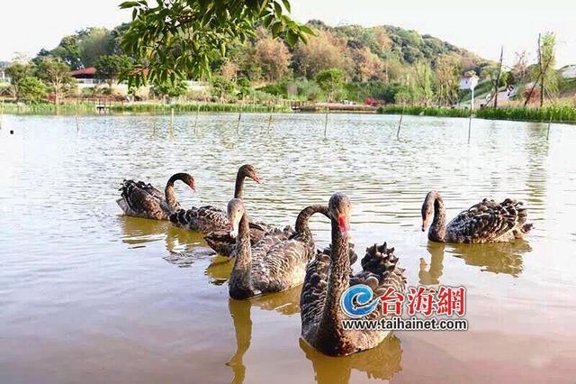 漳州南湖來了3對黑天鵝“夫妻”