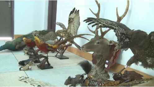 漳州市森林公安查獲25件瀕危野生動物標本制品