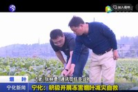 寧化：積極開展凍害煙葉減災自救