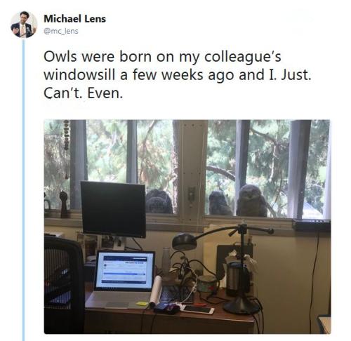 Michael Lens教授窗外，一群小貓頭鷹天天“監督”他的工作。（圖片來源：Michael Lens社交網站截圖）