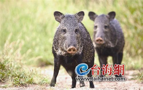 廈門生態物種調查:傳說“神獸”隱居廈門山林