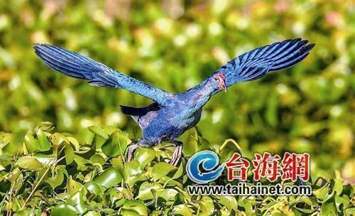 廈門生態物種調查:傳說“神獸”隱居廈門山林