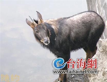 廈門生態物種調查:傳說“神獸”隱居廈門山林
