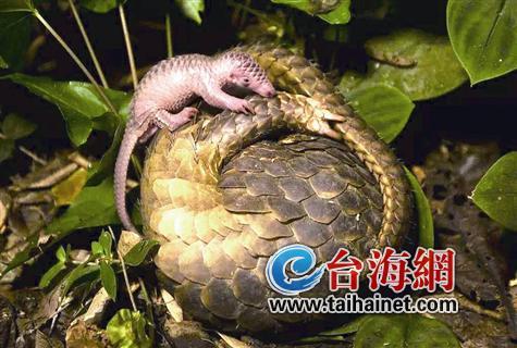 廈門生態物種調查:傳說“神獸”隱居廈門山林