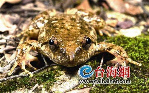 廈門生態物種調查:傳說“神獸”隱居廈門山林