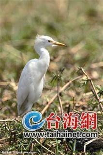 廈門生態物種調查:傳說“神獸”隱居廈門山林