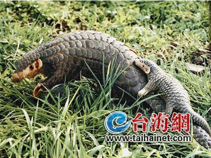 廈門生態物種調查:傳說“神獸”隱居廈門山林