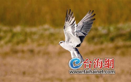 廈門生態物種調查:傳說“神獸”隱居廈門山林