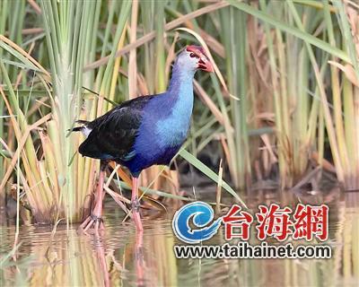 廈門生態物種調查:傳說“神獸”隱居廈門山林