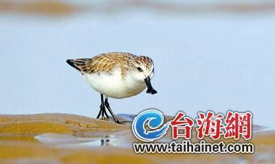 廈門生態物種調查:傳說“神獸”隱居廈門山林