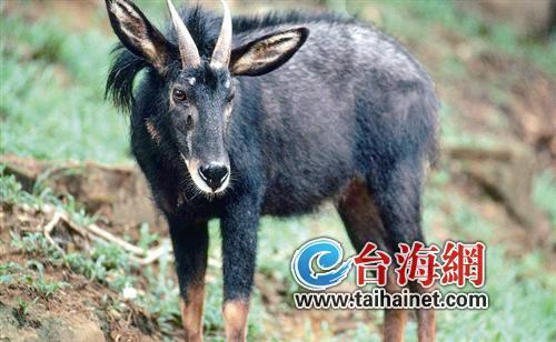 廈門生態物種調查:傳說“神獸”隱居廈門山林