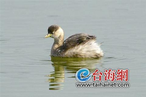 廈門生態物種調查:傳說“神獸”隱居廈門山林