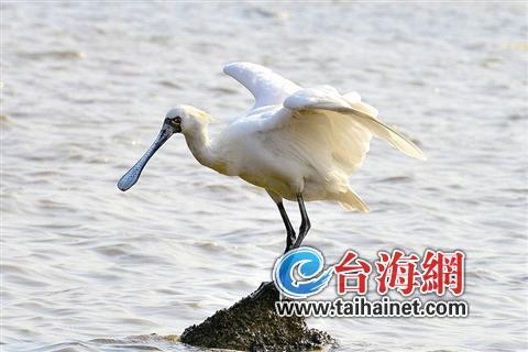 廈門生態物種調查:傳說“神獸”隱居廈門山林