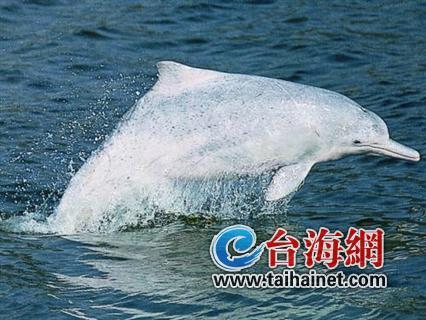 廈門生態物種調查:傳說“神獸”隱居廈門山林