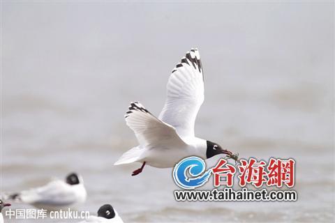 廈門生態物種調查:傳說“神獸”隱居廈門山林