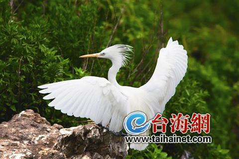 廈門生態物種調查:傳說“神獸”隱居廈門山林