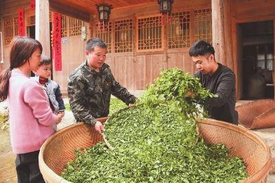 武夷山桐木村：一片葉子振興一個鄉村