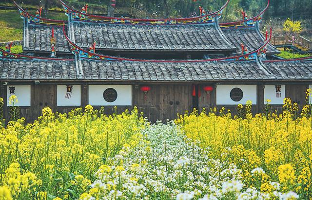 五彩油菜花，要讓濟陽不一樣