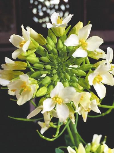 五彩油菜花，要讓濟陽不一樣