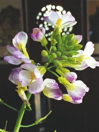 五彩油菜花，要讓濟陽不一樣