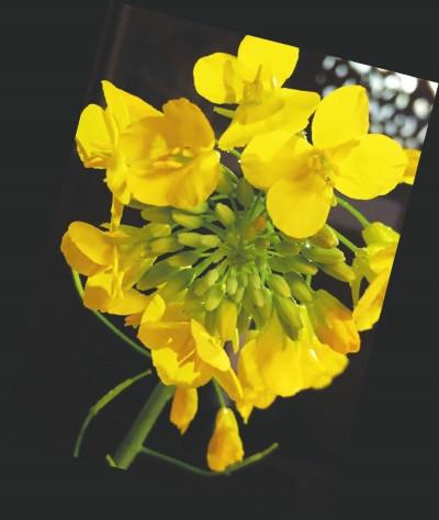 五彩油菜花，要讓濟陽不一樣