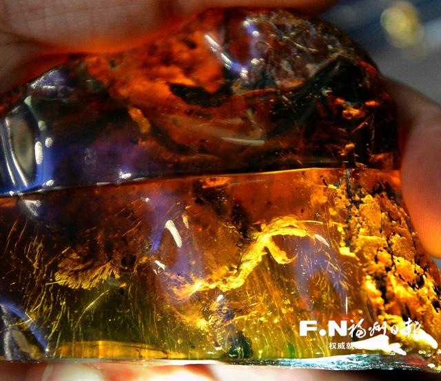 首例琥珀雛鳥標本亮相福州