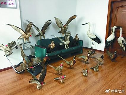 查獲的野生鳥類標本