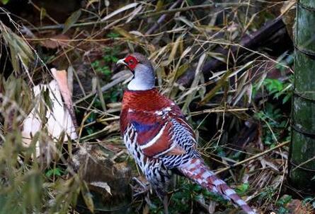 白頸長尾雉現身福建德化山區 屬國家一級保護鳥類