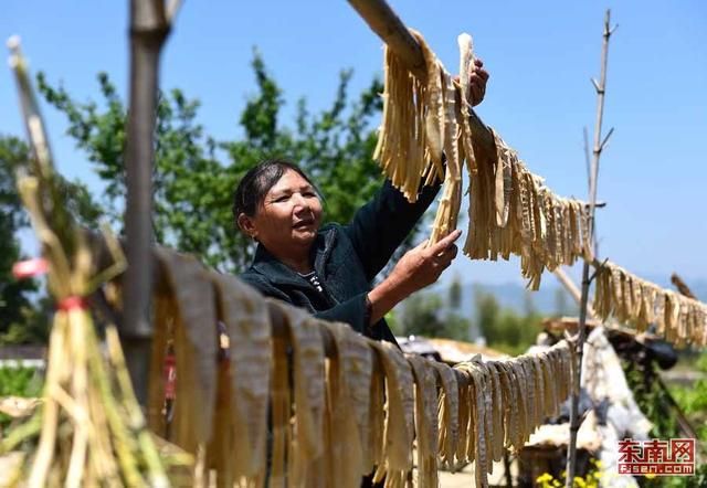 政和：山中竹筍助力致富