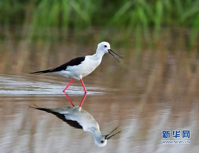 閩東南沿海的“水鳥模特”-黑翅長腳鷸