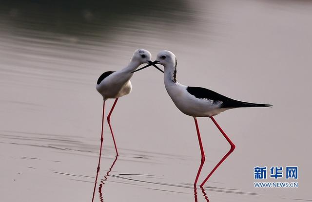 閩東南沿海的“水鳥模特”-黑翅長腳鷸