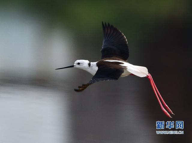 閩東南沿海的“水鳥模特”-黑翅長腳鷸