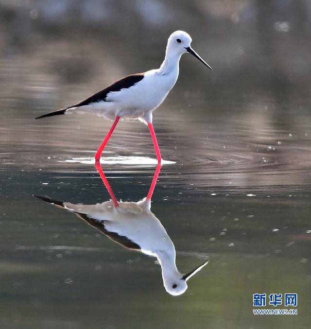 閩東南沿海的“水鳥模特”-黑翅長腳鷸