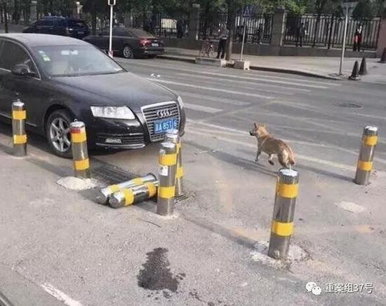 ▲網傳傷人狗圖片。 &nbsp;&nbsp; 網絡圖片