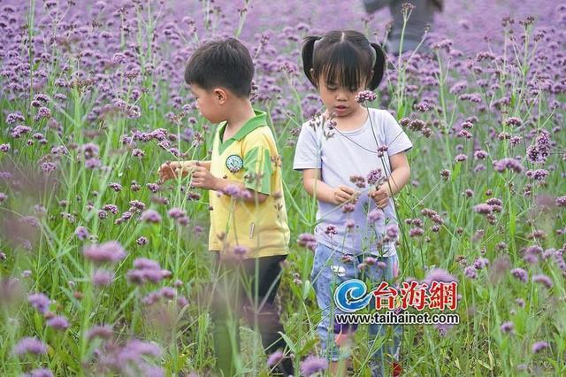 許你一片浪漫紫色花海 這里的馬鞭草已盛放