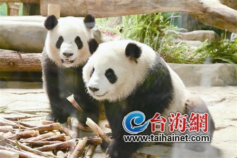 “滾滾”兄弟出門(mén)迎客啦