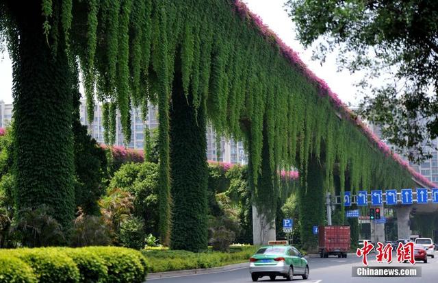 福州立交橋穿“綠衣”減灰又降溫