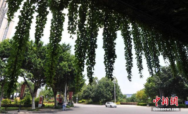 福州立交橋穿“綠衣”減灰又降溫