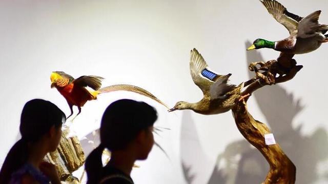 第四屆中國動物標本大賽在福州舉行 作品向公眾開放