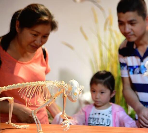 第四屆中國動物標本大賽在福州舉行 作品向公眾開放