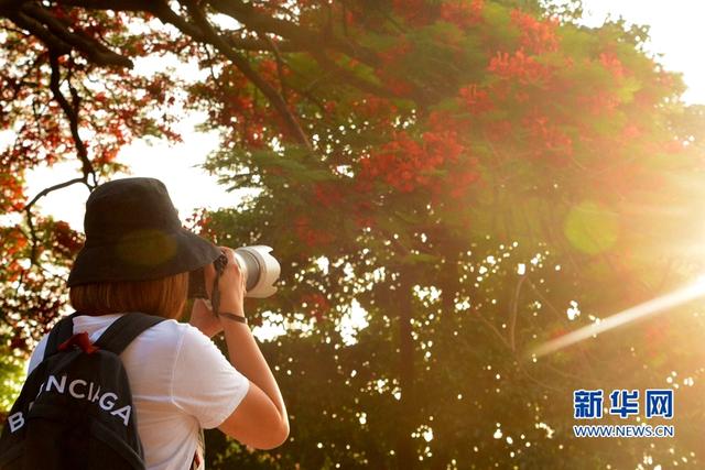 福建泉州:鳳凰花開 映紅古城