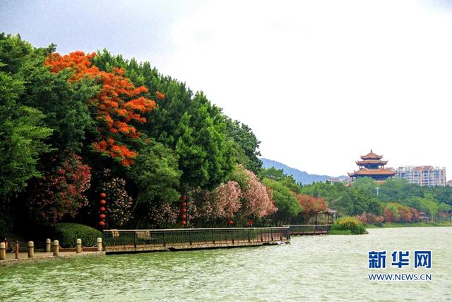 福建泉州：鳳凰花開 映紅古城