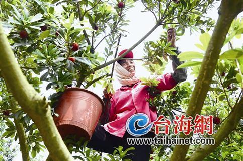 華安羅溪村果農創新楊梅產銷之路 年收入超百萬