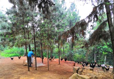 6月11日，眉山市仁壽縣涂家鄉，唐冬在自己的農場喂雞