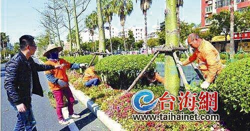 廈門:擅自砍樹將罰得你“肉疼” 每株最高罰1萬