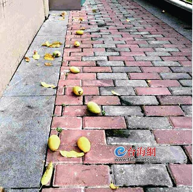 渾身過敏 醫(yī)生第一句話：“是不是吃了綠化芒果？”