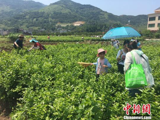 首屆福州茉莉花開采文化節啟幕