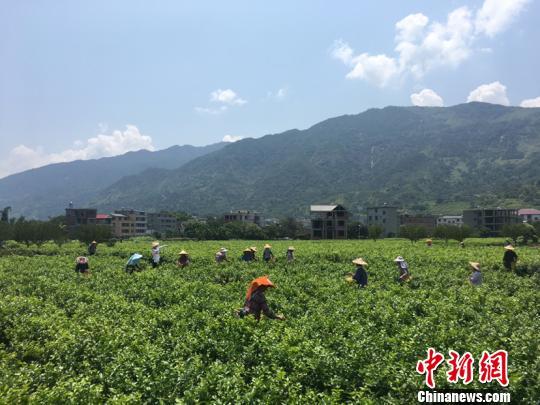 首屆福州茉莉花開采文化節啟幕